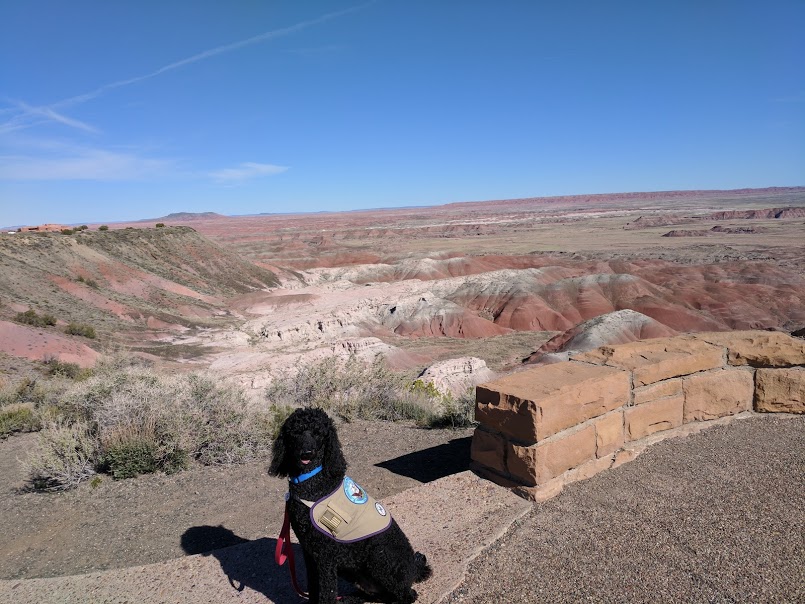 1 Service Dog at the Painted Desert