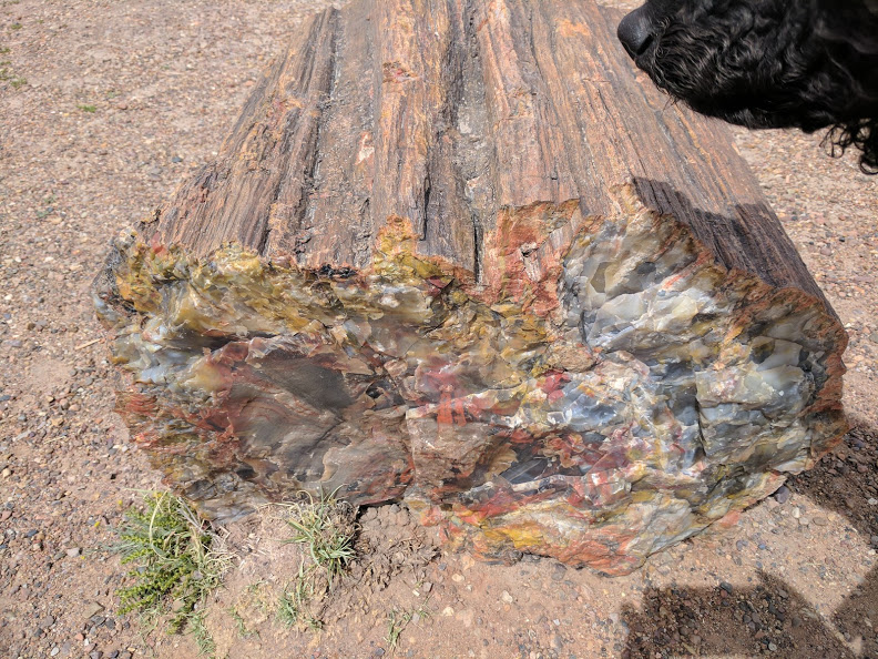 13 Petrified log section