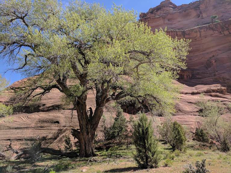 6 Big tree at the bottom