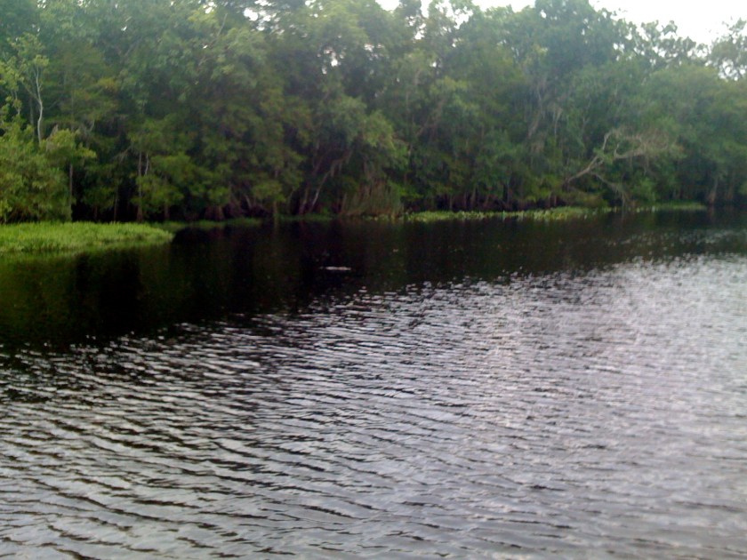 6 Aligator crossing.jpg