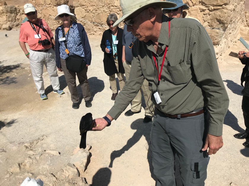 2 Meshi feeding bird