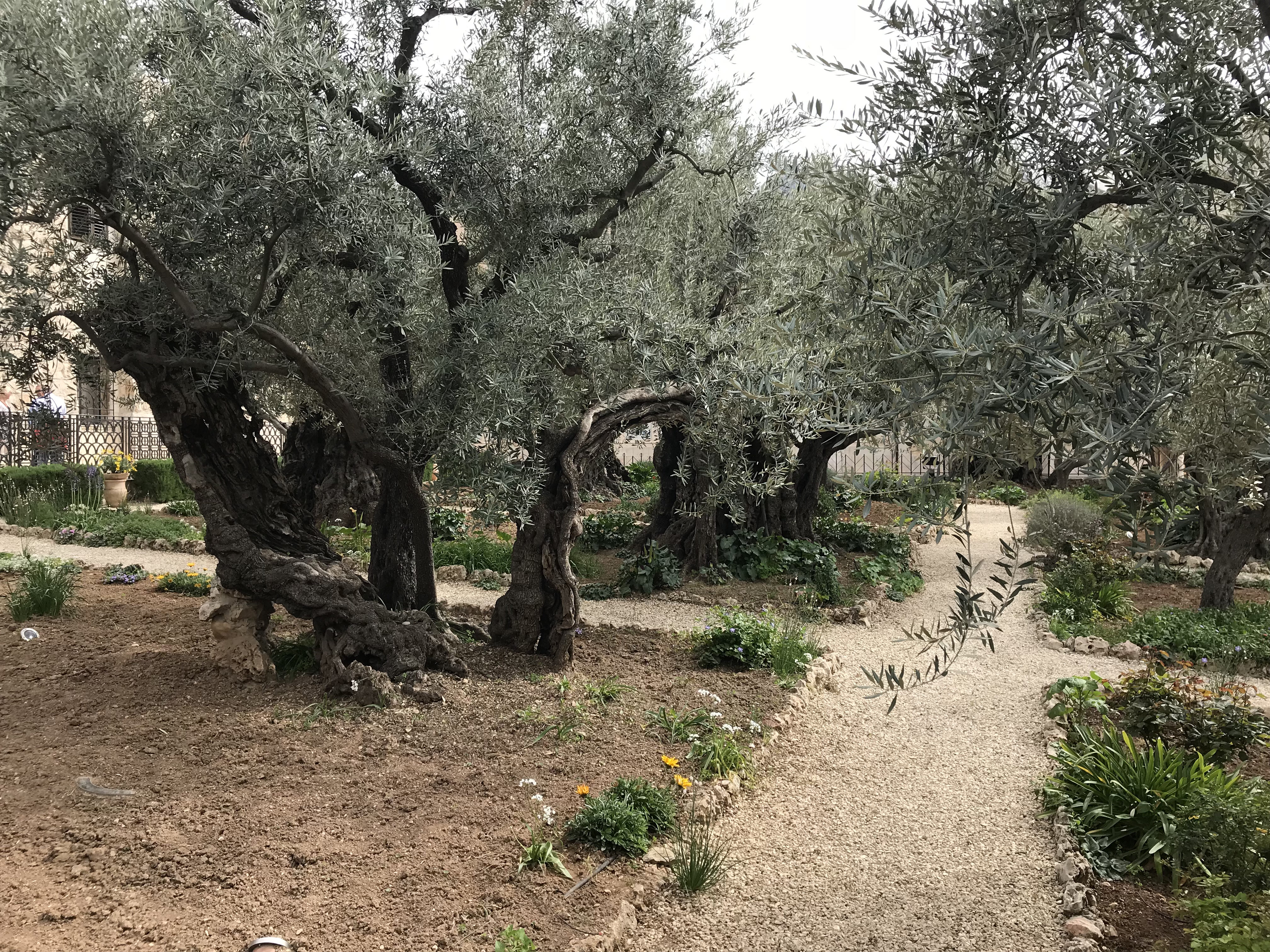 5 Garden of Gethsememe