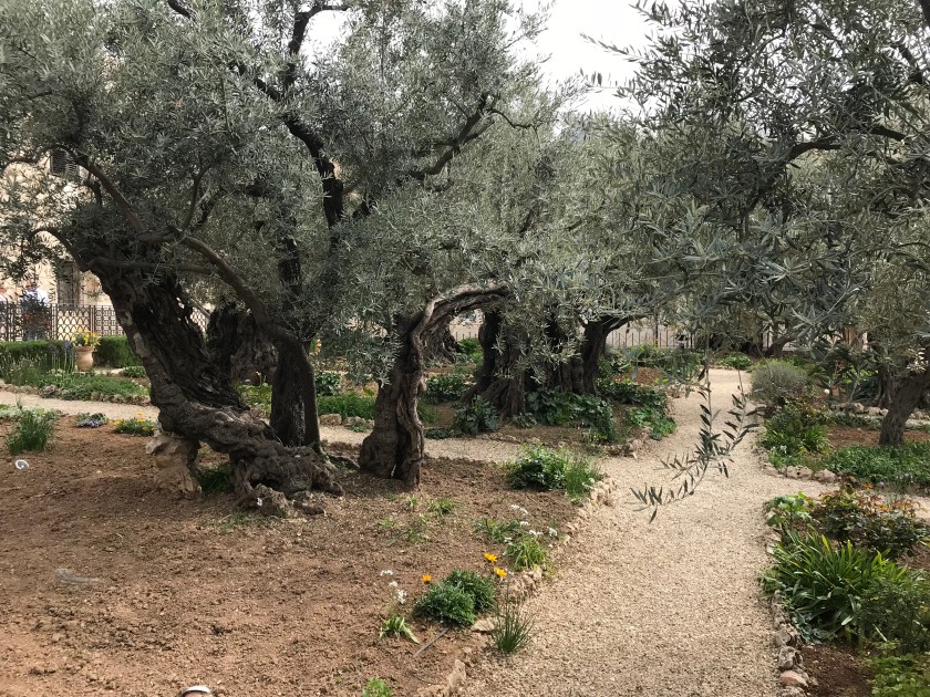5 Garden of Gethsememe